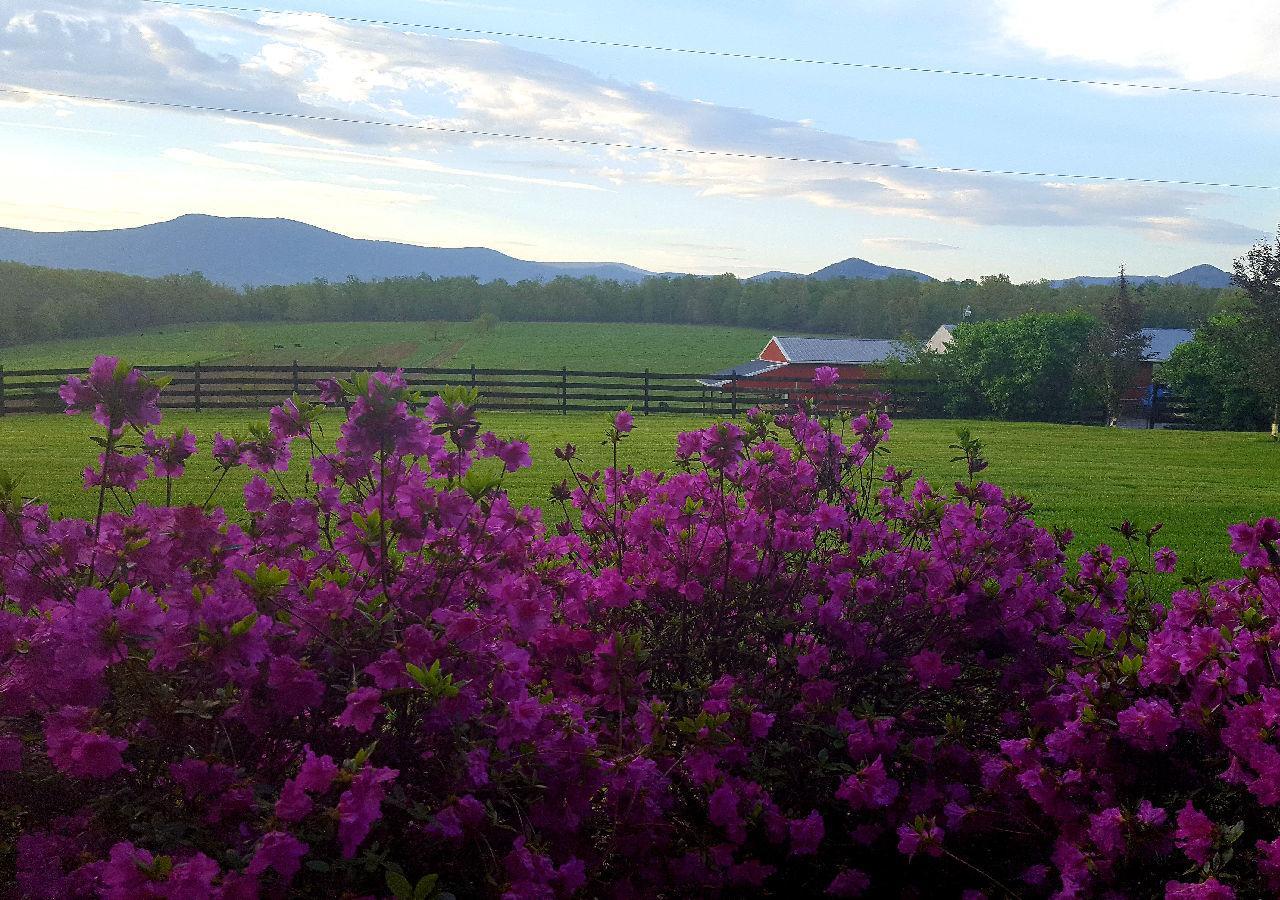 Piney Hill B & B And Cottages Luray Exterior photo